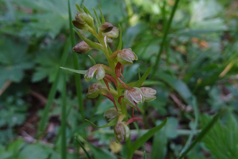 Coeloglossum viride..........Aldino (BZ)